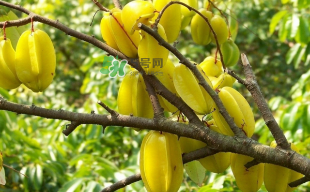 楊桃是什么季節(jié)的水果？楊桃怎么吃營養(yǎng)價(jià)值最高？