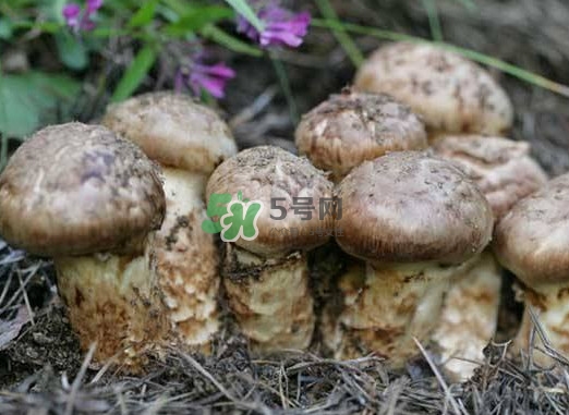 產(chǎn)婦能吃松茸嗎？哺乳期可以吃松茸嗎