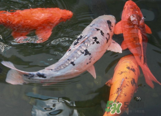 錦鯉養(yǎng)幾條好？錦鯉養(yǎng)幾條最招財