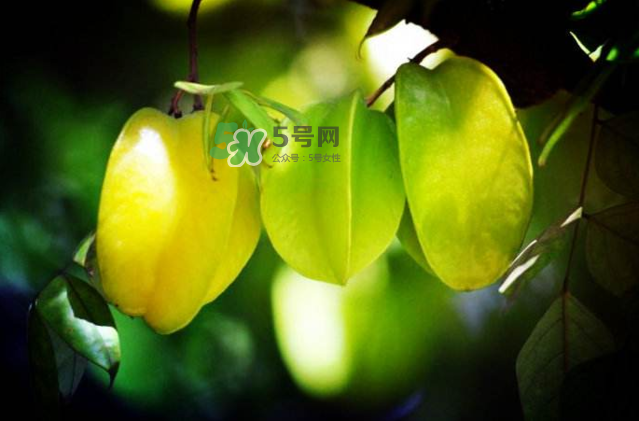 楊桃是什么季節(jié)的水果？楊桃怎么吃營養(yǎng)價(jià)值最高？