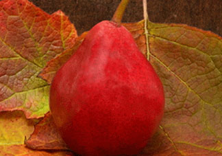 紅啤梨什么時候成熟？紅啤梨產(chǎn)地在哪？