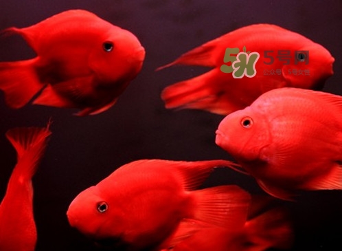 錦鯉有什么寓意？錦鯉代表什么意思