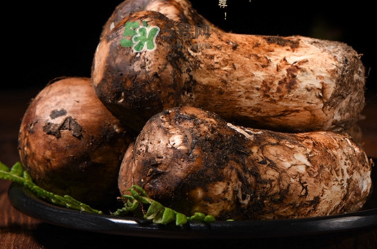 松茸可以人工種植嗎？松茸能人工種植嗎