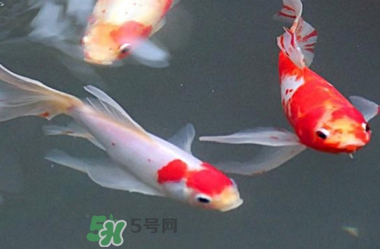 錦鯉多少錢一條？錦鯉怎么養(yǎng)不容易死