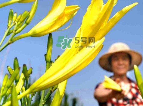 黃花菜是下奶的嗎？黃花菜是發(fā)奶的嗎