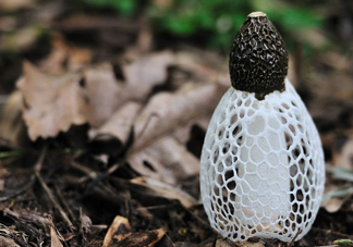 怎么去除竹蓀的怪味？如何去除竹蓀的異味