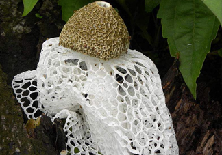 竹蓀孕婦可以吃嗎？孕婦能吃竹蓀嗎