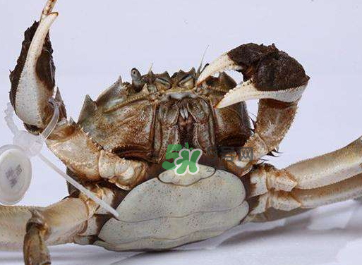 紅印蟹是什么_紅印蟹哪里買(mǎi)_紅印蟹什么時(shí)候上市 紅印蟹是什么_紅印蟹哪里買(mǎi)_紅印蟹什么時(shí)候上市