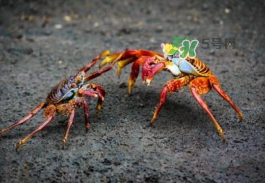 紅印蟹怎么回事？紅印蟹有什么不同？