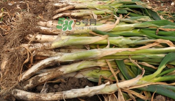 大蔥有青蟲怎么去除？大蔥有白斑是什么原因