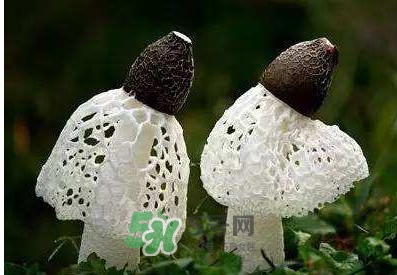 竹蓀怎么泡發(fā)？竹蓀怎么吃