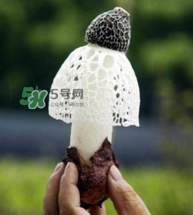 新鮮竹蓀怎么保存？干竹蓀怎么保存