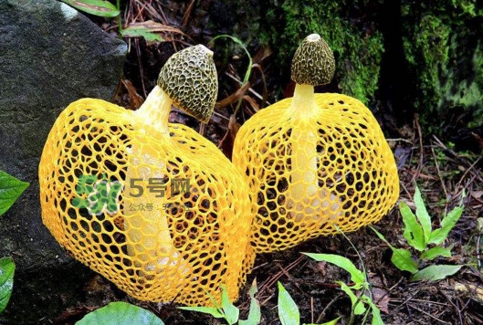 新鮮竹蓀怎么清洗？新鮮竹蓀怎么處理