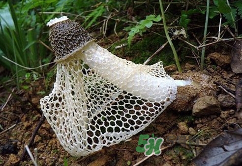 竹蓀孕婦可以吃嗎？孕婦能吃竹蓀嗎