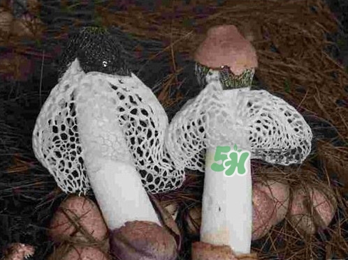 竹蓀怎么讀？竹蓀怎么做好吃