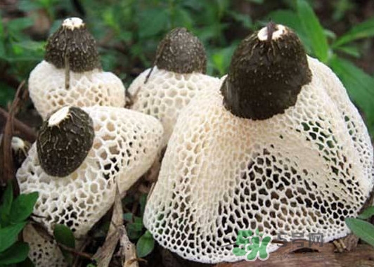 竹蓀是什么？竹蓀蛋是什么東西？