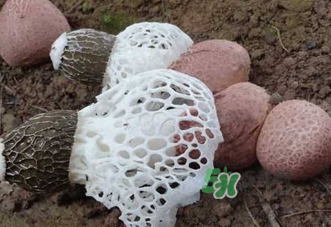 竹蓀是什么？竹蓀蛋是什么東西？