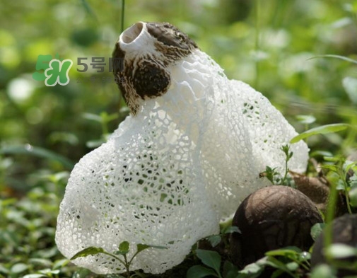 竹蓀適合哪些人吃？竹蓀什么人不能吃