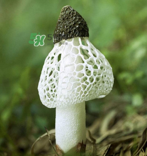 竹蓀黑色菌蓋能吃嗎？竹蓀食用禁忌是什么