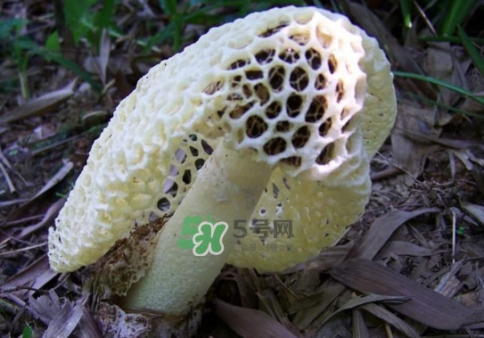 怎么去除竹蓀的怪味？如何去除竹蓀的異味