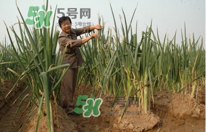 大蔥什么時候種植？大蔥什么時候上市