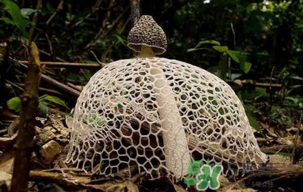 竹蓀黑色菌蓋能吃嗎？竹蓀食用禁忌是什么