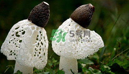 竹蓀黑色菌蓋能吃嗎？竹蓀食用禁忌是什么