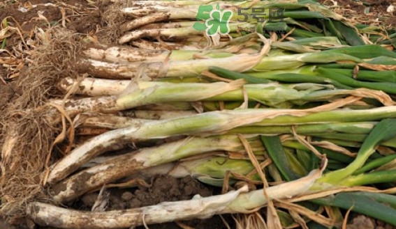 大蔥有病毒怎么去除？大蔥有黃點(diǎn)是什么原因