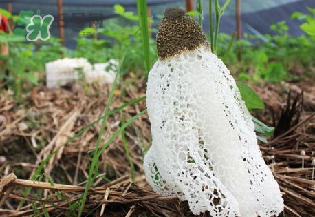 竹蓀怎么泡發(fā)？竹蓀怎么吃