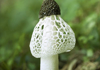 竹蓀什么季節(jié)最多？竹蓀不能和什么一起吃