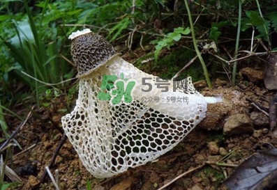 竹蓀適合哪些人吃？竹蓀什么人不能吃