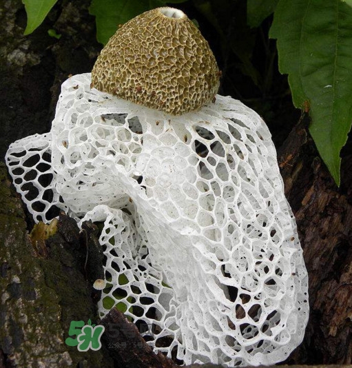 竹蓀有毒嗎？什么樣的竹蓀不能吃