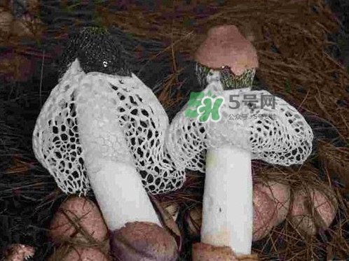 竹蓀是發(fā)物嗎？竹蓀是涼性的嗎