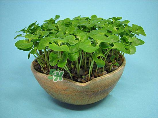 石榴怎么剝方便？怎么快速剝石榴？