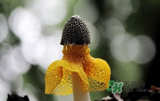 新鮮竹蓀怎么清洗？新鮮竹蓀怎么處理