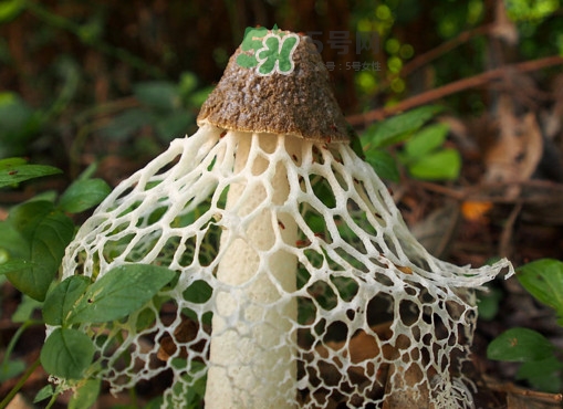 竹蓀有毒嗎？什么樣的竹蓀不能吃