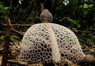 竹蓀黑色菌蓋能吃嗎？竹蓀食用禁忌是什么