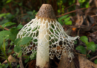 竹蓀有毒嗎？什么樣的竹蓀不能吃