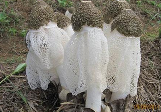 竹蓀什么樣的好？買竹蓀怎么挑選