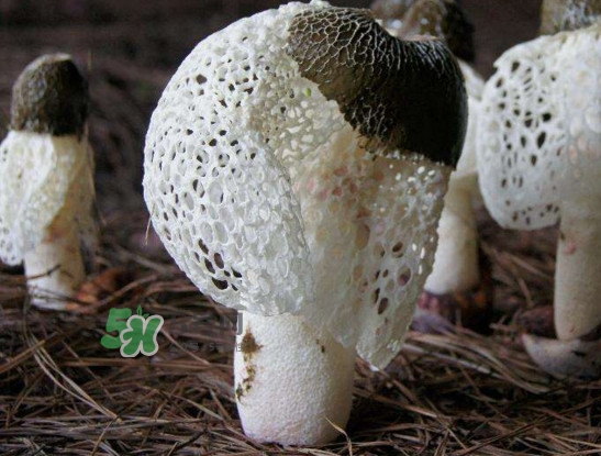 新鮮竹蓀怎么保存？干竹蓀怎么保存