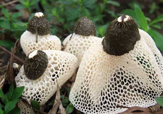 竹蓀是什么？竹蓀蛋是什么東西？