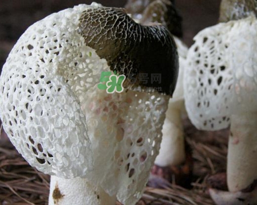 竹蓀有肥皂味正常嗎？竹蓀有酒味了還能吃嗎