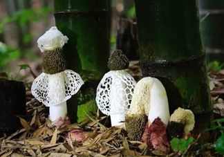 新鮮竹蓀怎么保存？干竹蓀怎么保存