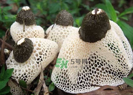 竹蓀是發(fā)物嗎？竹蓀是涼性的嗎