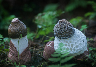 竹蓀是發(fā)物嗎？竹蓀是涼性的嗎