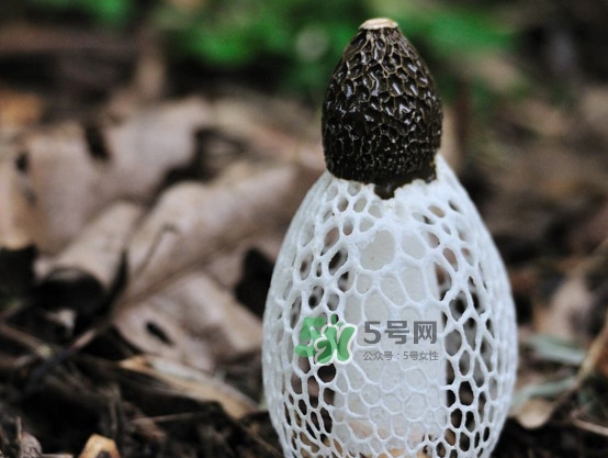 怎么去除竹蓀的怪味？如何去除竹蓀的異味