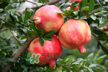 石榴不能和什么一起吃？石榴哪些人不能吃？