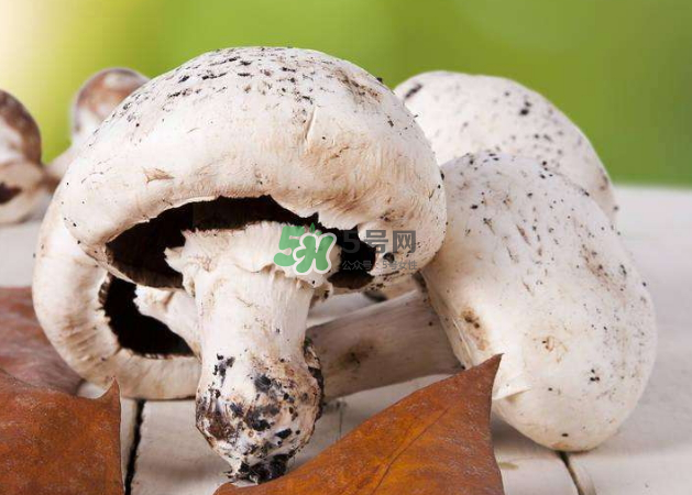 蘑菇變黑了還能吃嗎？蘑菇怎么保存？