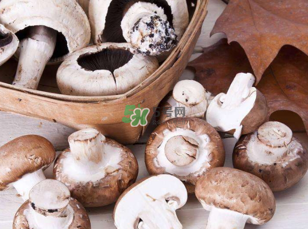 蘑菇變黑了還能吃嗎？蘑菇怎么保存？
