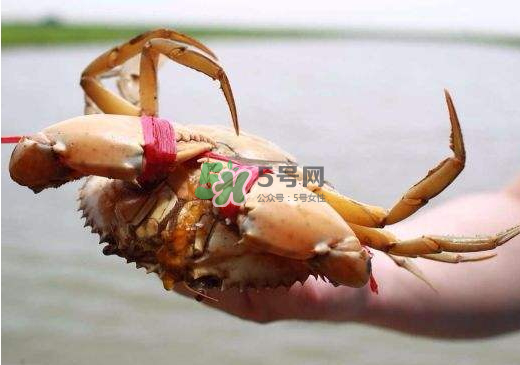 黃油蟹什么季節(jié)吃最好？黃油蟹產(chǎn)地